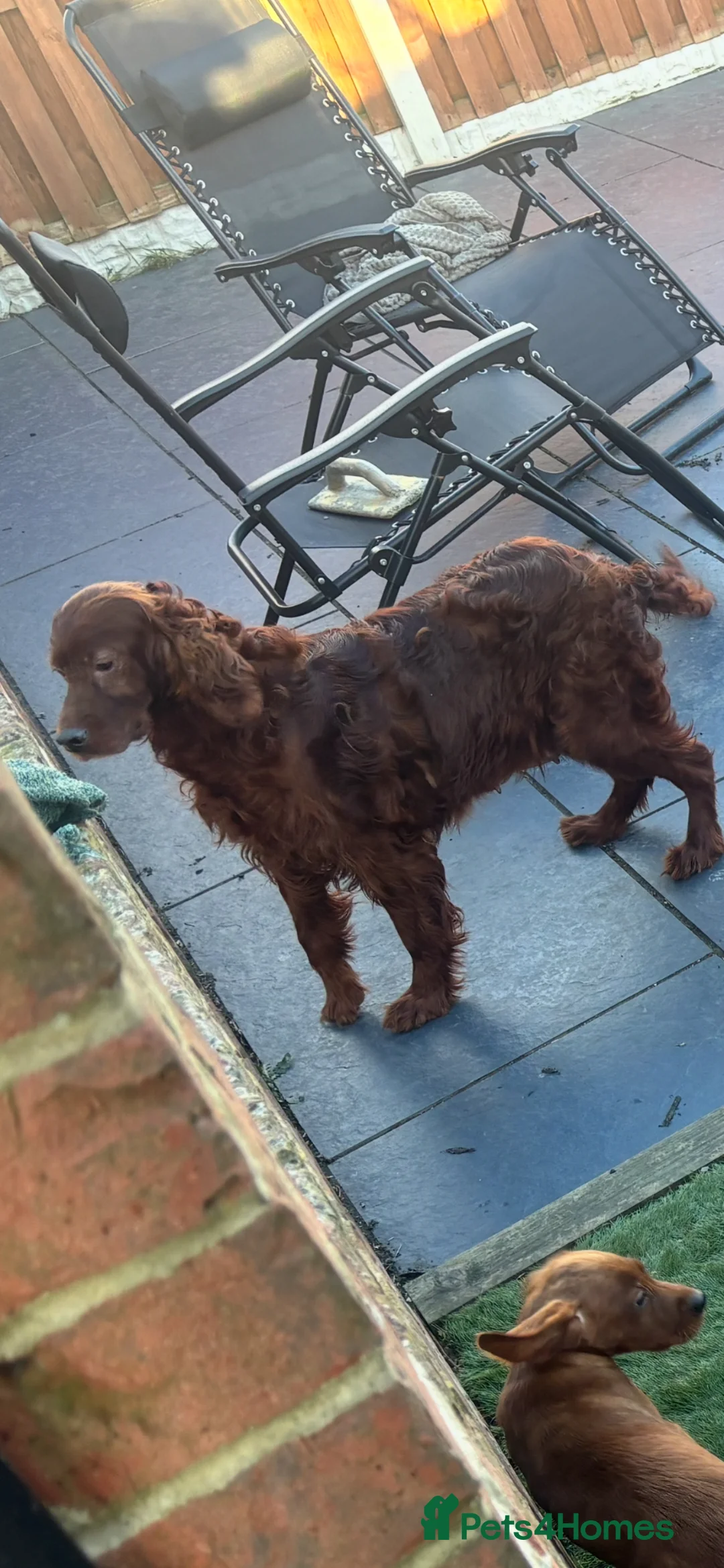 Mixed Breed dogs for sale: Beautiful Irish Setter x Labrador Puppies 🐾 - Advert 2