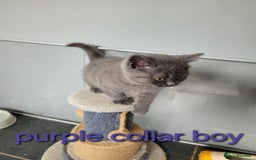 British Shorthair cats for sale: GCCF REG. ACTIVE BSH KITTENS SHOW LINES - Image 19