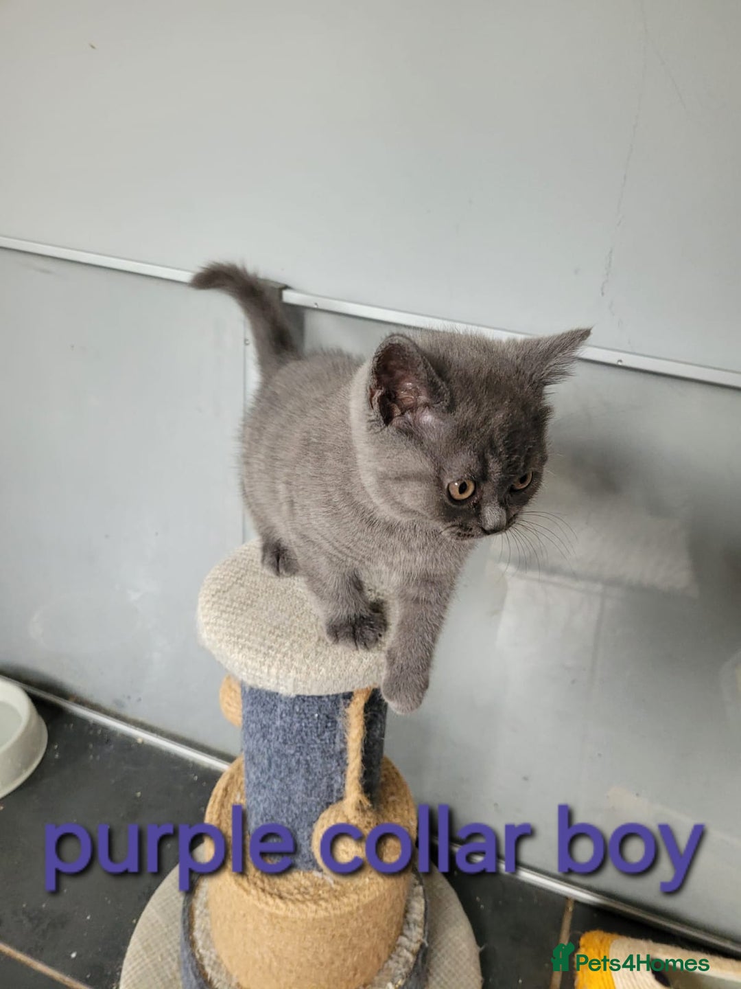 British Shorthair cats for sale: GCCF REG. ACTIVE BSH KITTENS SHOW LINES - Image 19