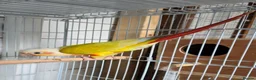 Conures birds for sale: female american dilute conure  - Advert 4