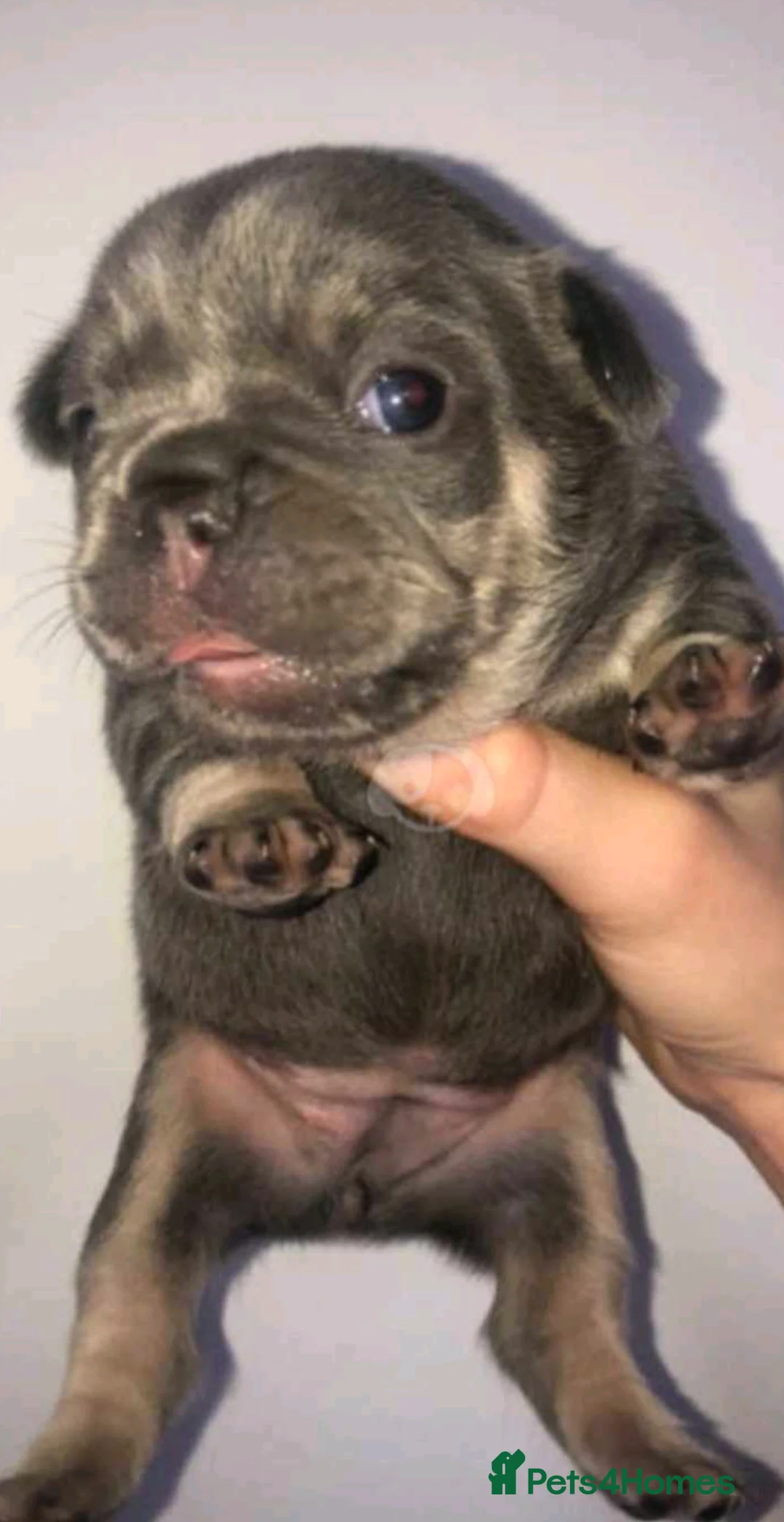 French Bulldog dogs for stud: Rfg tested aa lilac quad fluffy carrying testable in Sheffield - Advert 27