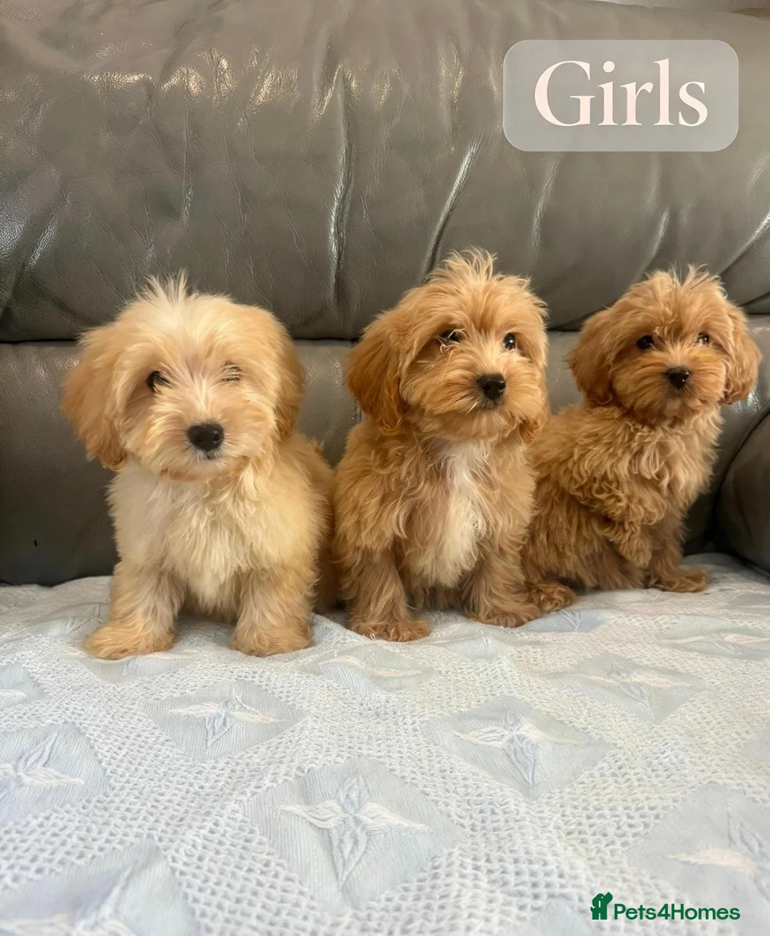 Coton De Tulear dogs for sale: COTON NOODLE PUPPIES READY NOW  - Advert 2