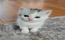 British Shorthair cats for sale: Bsh x Persian  - Image 11
