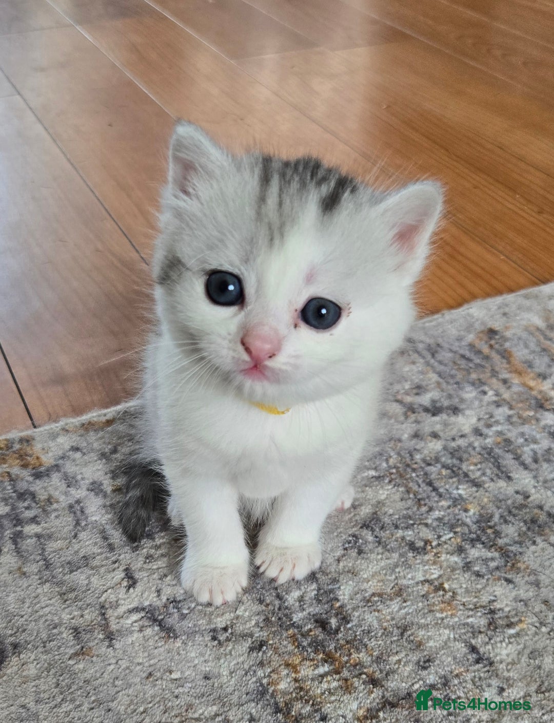 British Shorthair cats for sale: Bsh x Persian  - Image 11