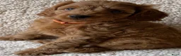 Cockapoo dogs for sale: Cockapoo puppies  in Paisley - Advert 3