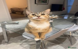 Ragdoll cats for sale: Mixed Ragdoll QUEEN💛 - Image 9
