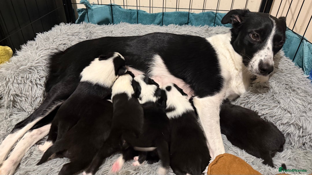 Border Collie dogs for sale: 2 border collie boys - Advert 4