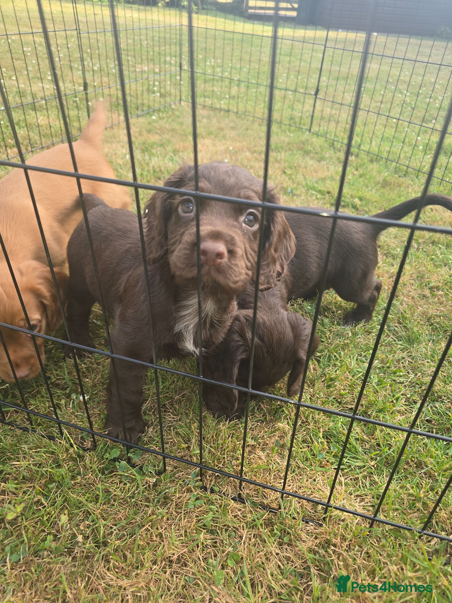 Cocker Spaniel dogs Countryside raised working cocker spaniel puppies  - Advert 1