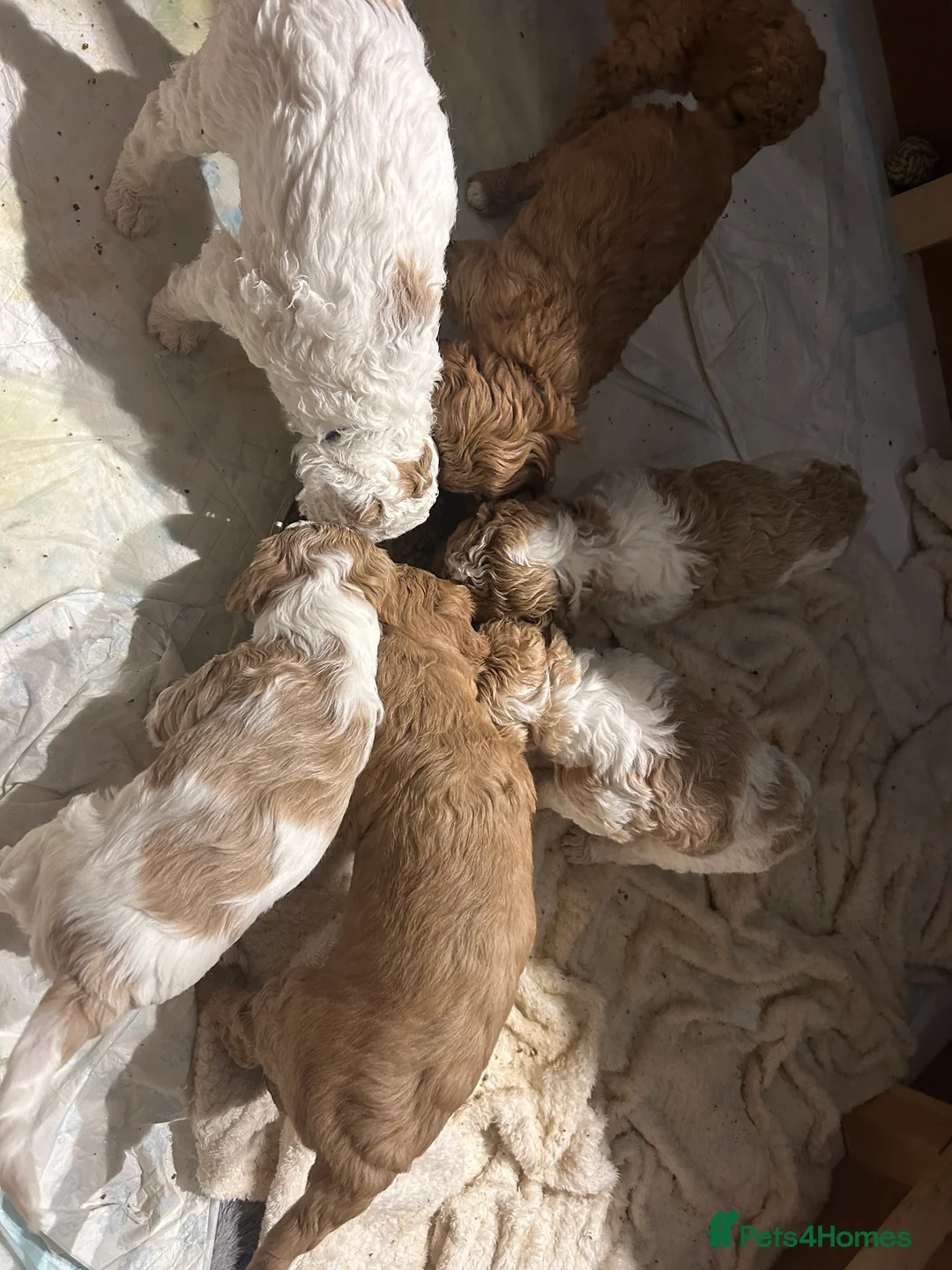 Australian Labradoodle dogs for sale: Beautiful, spoilt Austrian labradoodle puppies  - Advert 2