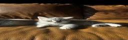 Scottish Fold cats for sale: ✨ Beautiful TICA babies Fold & Straight ✨  - Advert 25