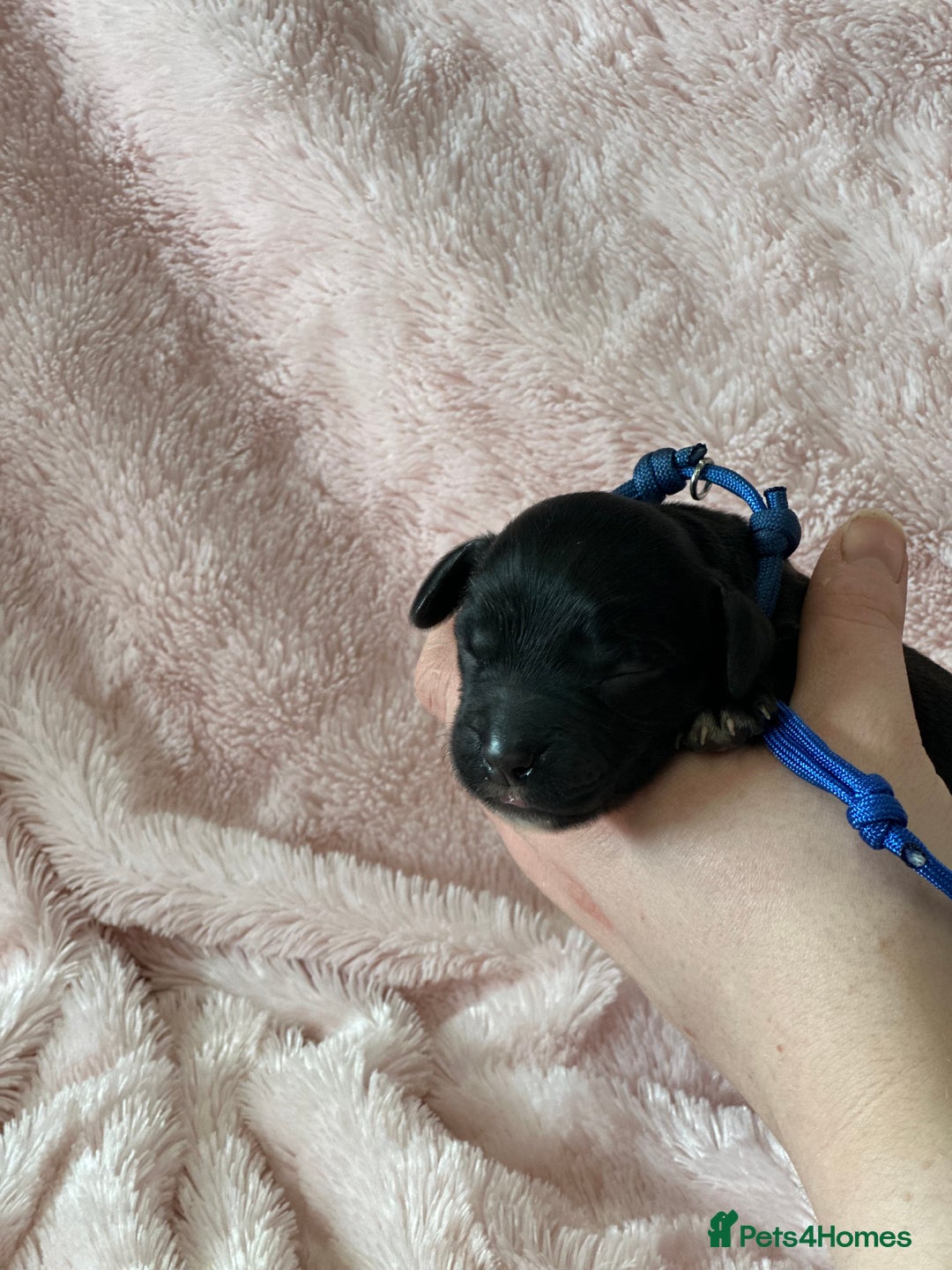 Cocker Spaniel dogs for sale: Cocker Spaniel Pups - Solid & Roan - Farlavale - Advert 20