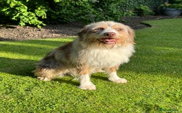 Australian Labradoodle dogs for sale: Merlin neutered boy for sale  - Image 4