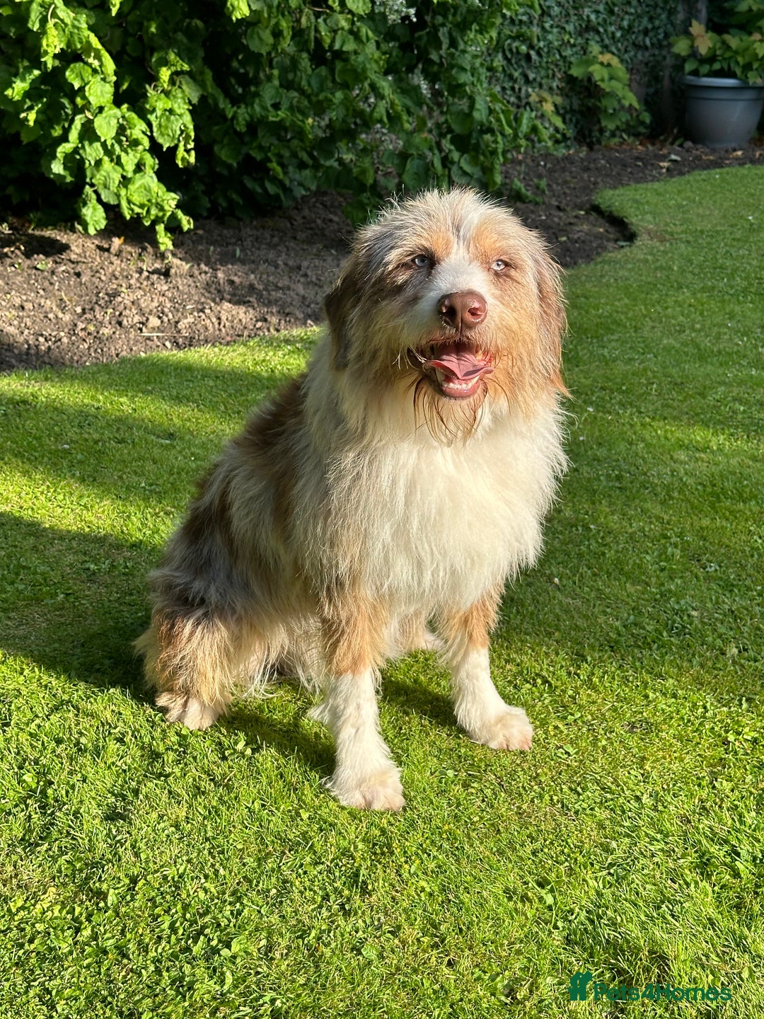 Australian Labradoodle dogs for sale: Merlin neutered boy for sale  - Image 4
