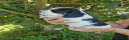 Cocker Spaniel dogs for sale: SIMPLY UNIQUE KC REG SHOW TYPE COCKER SPANIEL - Advert 10
