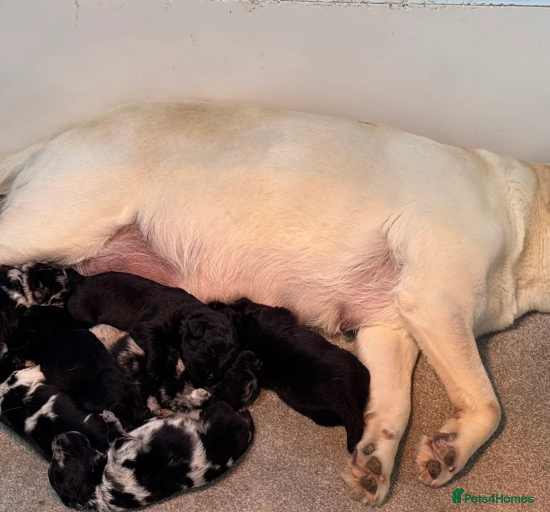 Labradoodle dogs for sale: Beautiful Merle Labradoodle Babies 🐾🐾🐾 - Advert 22