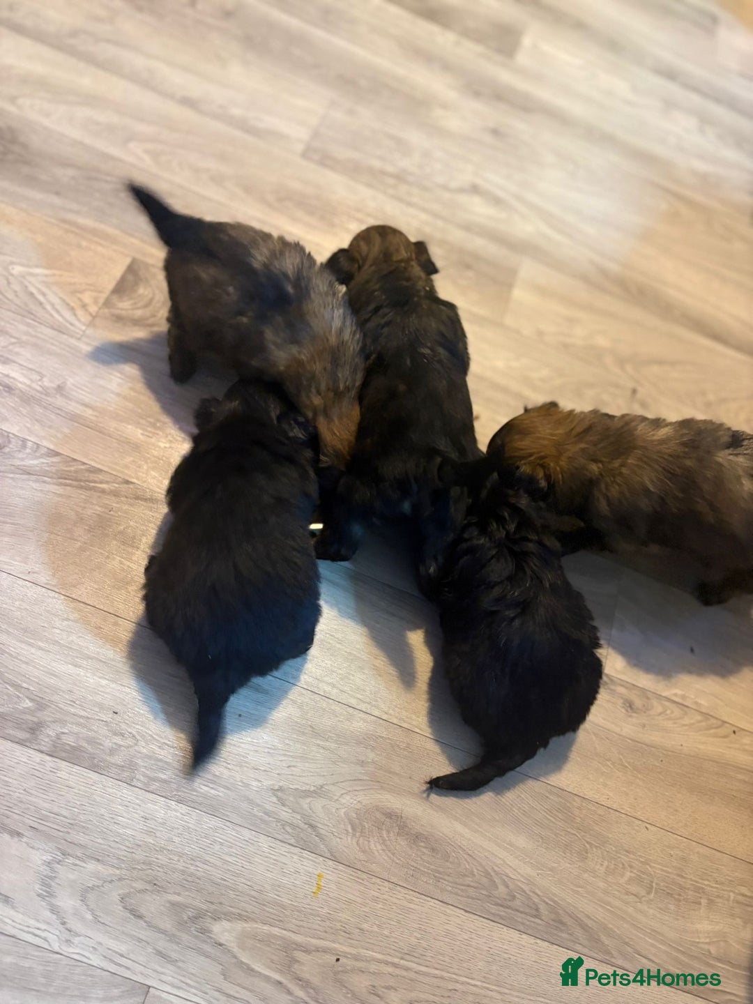 Mixed Breed dogs for sale: adorable puppies are now ready for new homes - Advert 7