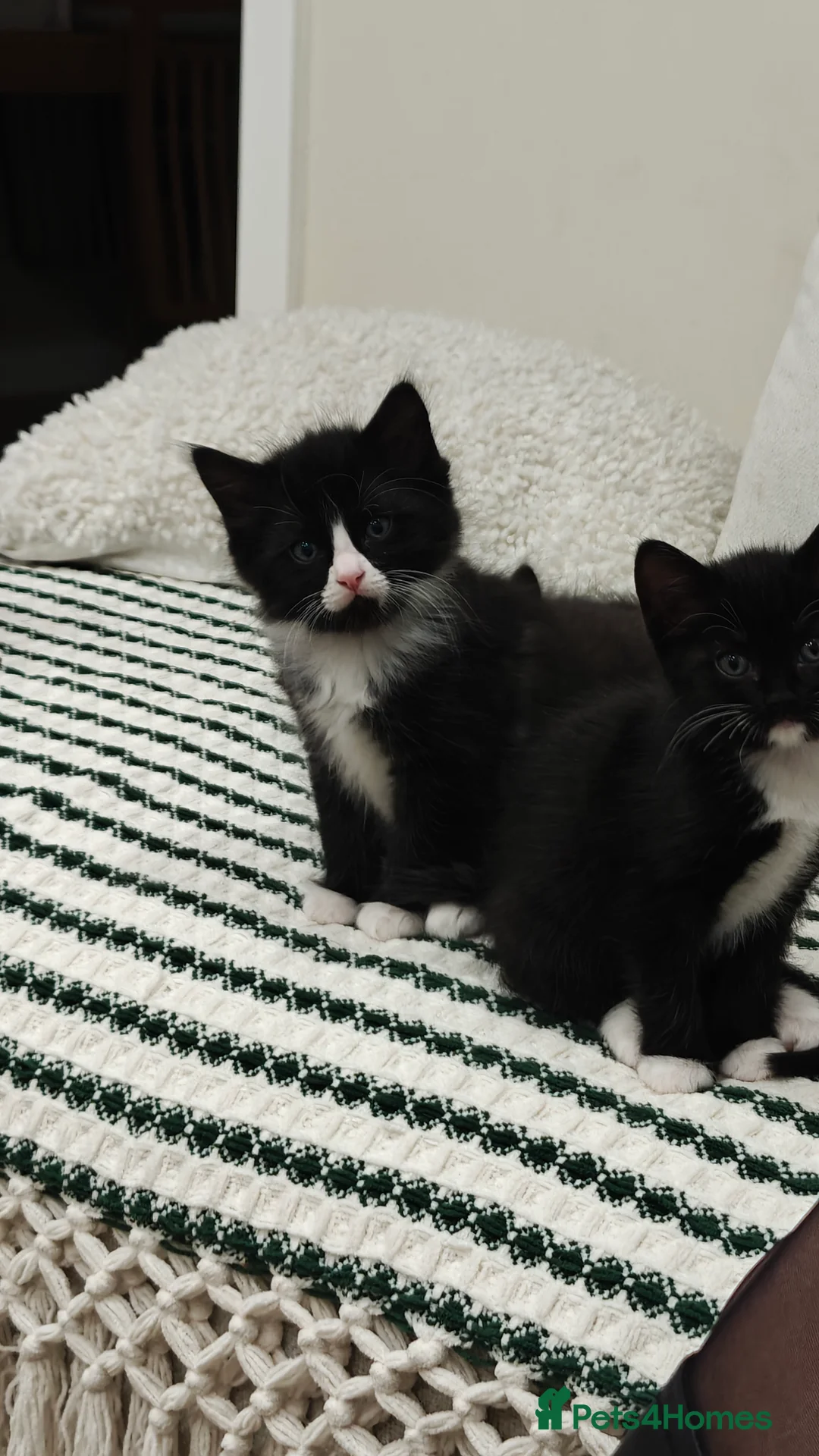 Ragdoll cats for sale: Ragdoll mix  - Advert 19