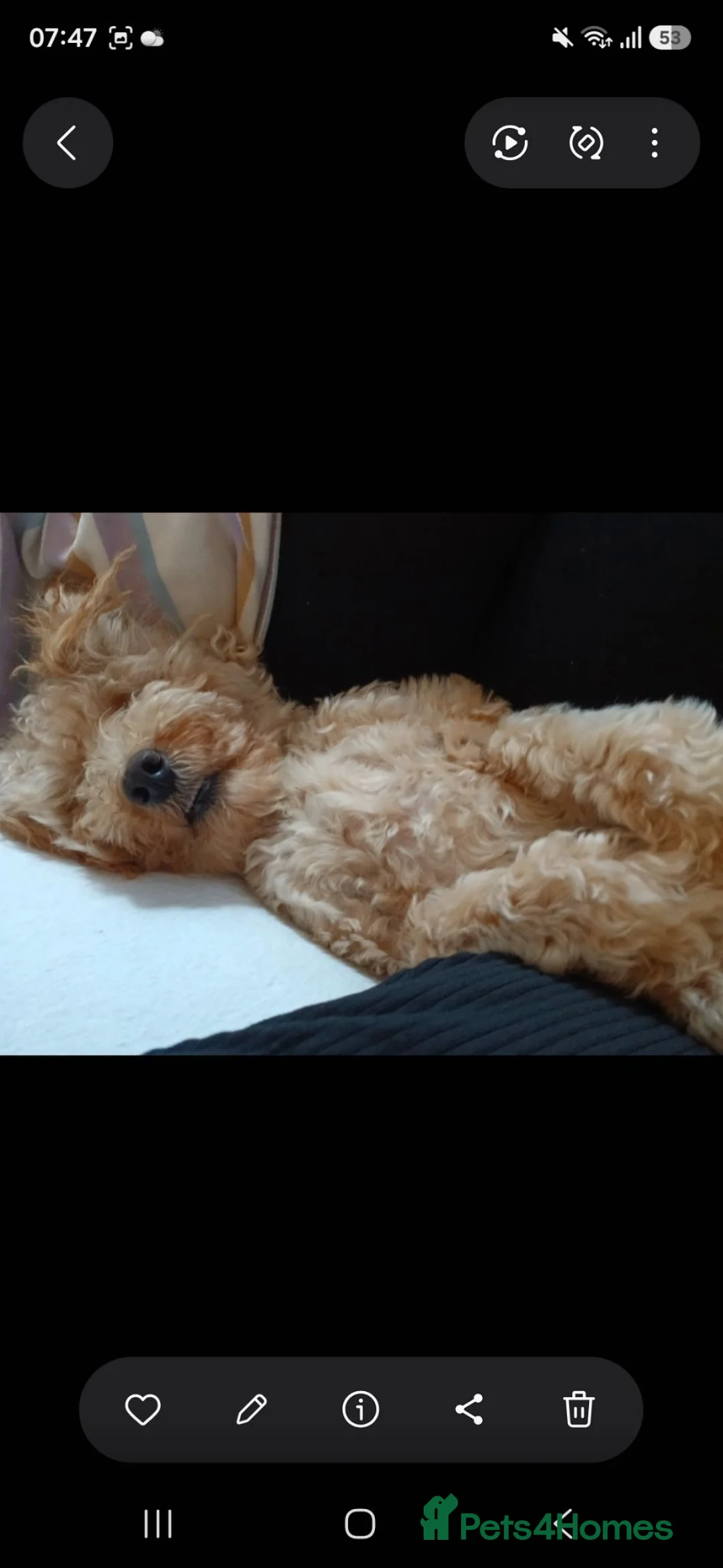 Cockapoo dogs for sale: Loving Home Needed - Advert 2