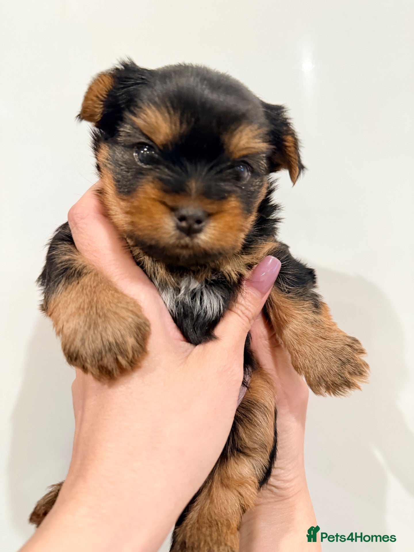 Yorkshire Terrier dogs Beautiful handsome🐶 Yorkshire Terrier Boy - Advert 2