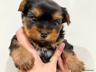 Yorkshire Terrier dogs Beautiful handsome🐶 Yorkshire Terrier Boy - Advert 2