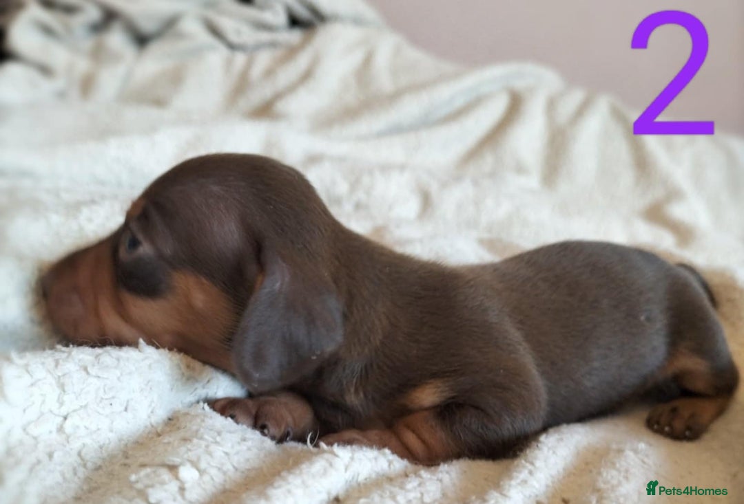 Miniature Dachshund dogs for sale: Stunning Miniature Dachshund Puppies 2 Week Old - Advert 10