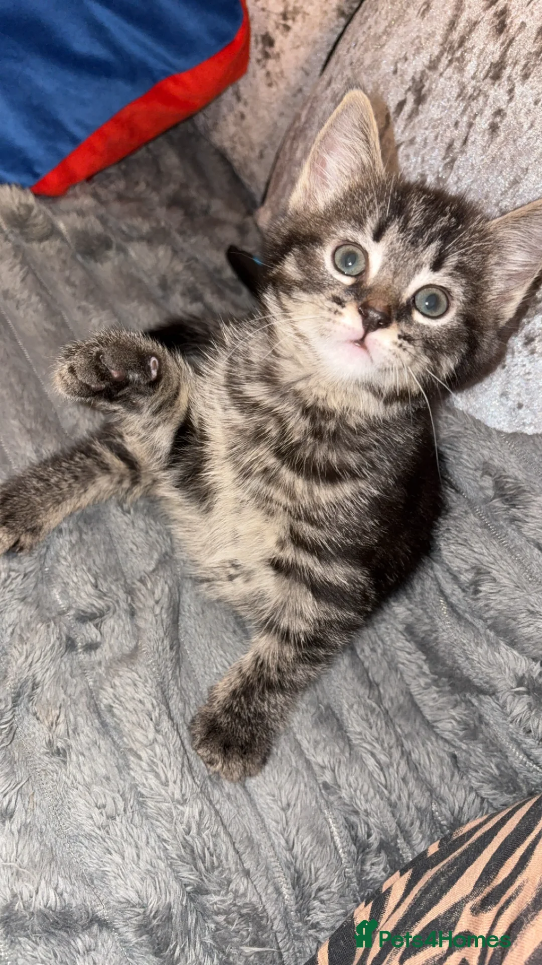Mixed Breed cats for sale: Kittens - Advert 2