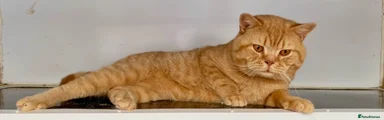 British Shorthair Kitten 1
