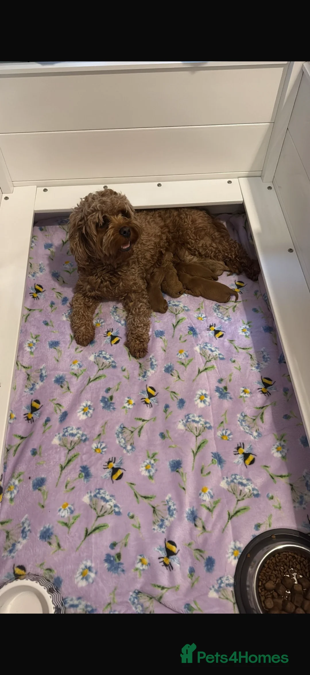 Cavapoo dogs for sale: Extensively Health Tested Red Cavapoos - Advert 2