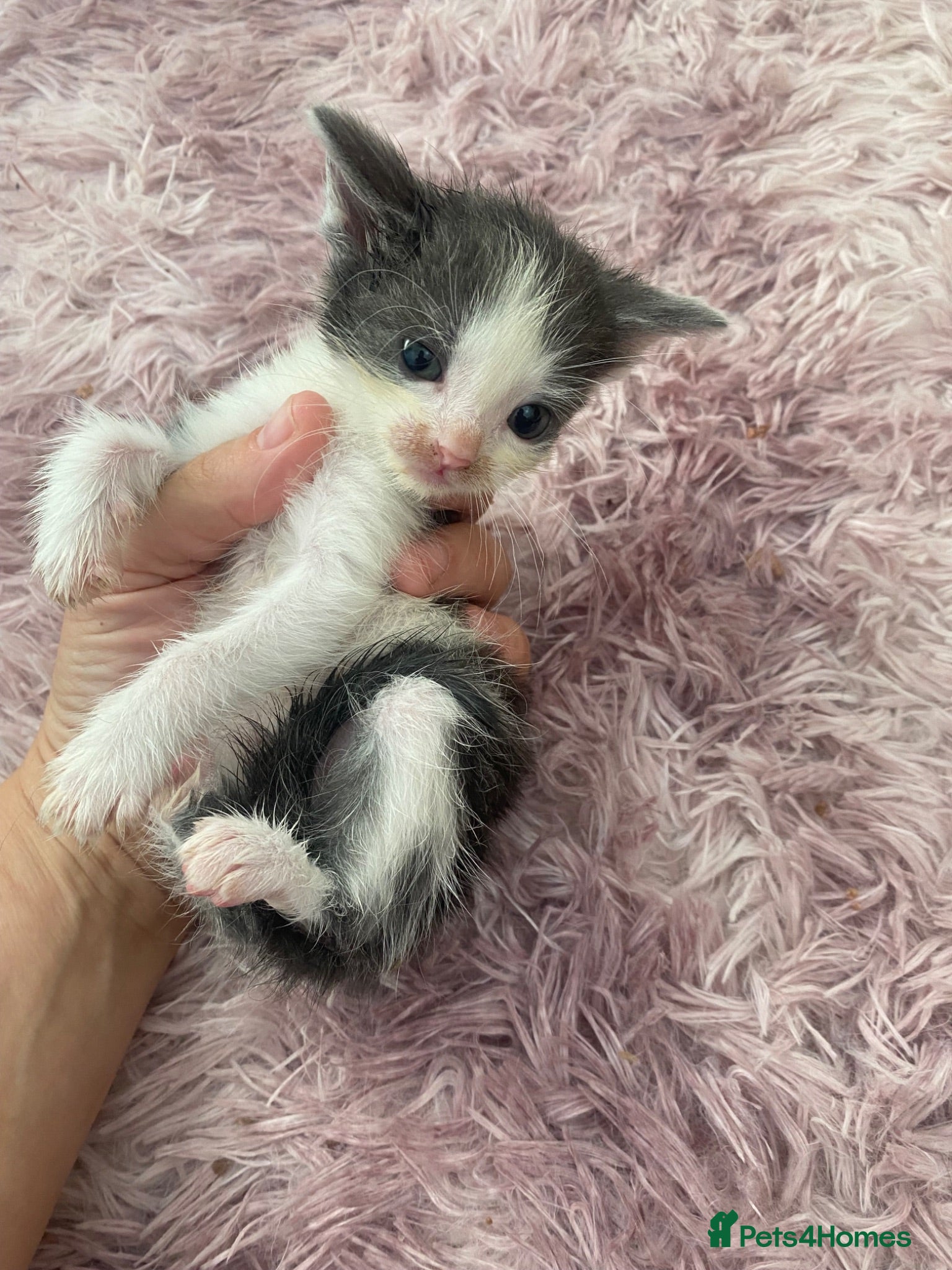 Mixed Breed cats 6 beautiful kittens - Advert 1