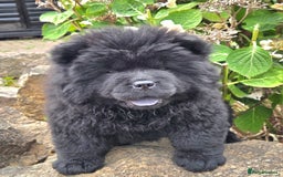 Chow Chow dogs for sale: Chow chow puppies  - Image 7
