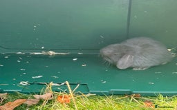 Mini Lop rabbits for sale: Baby rabbits for sale -mini lops - Image 8