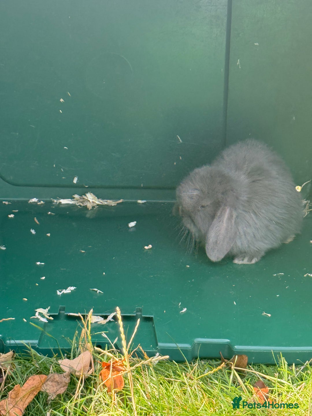 Mini Lop rabbits for sale: Baby rabbits for sale -mini lops - Image 8