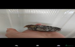Quail poultry for sale: 8 button quail chicks for sale  - Image 4