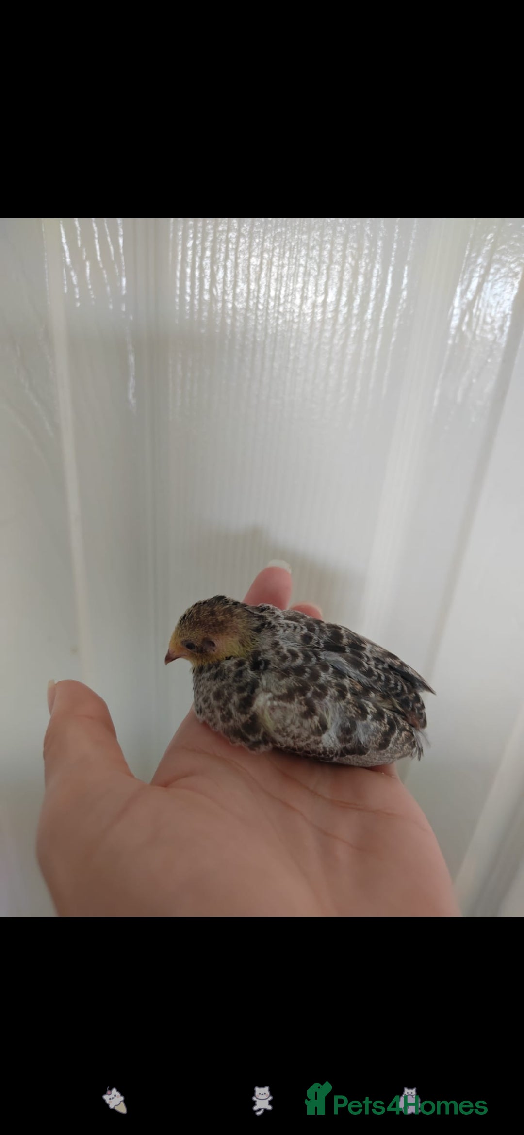 Quail poultry for sale: 8 button quail chicks for sale  - Image 4