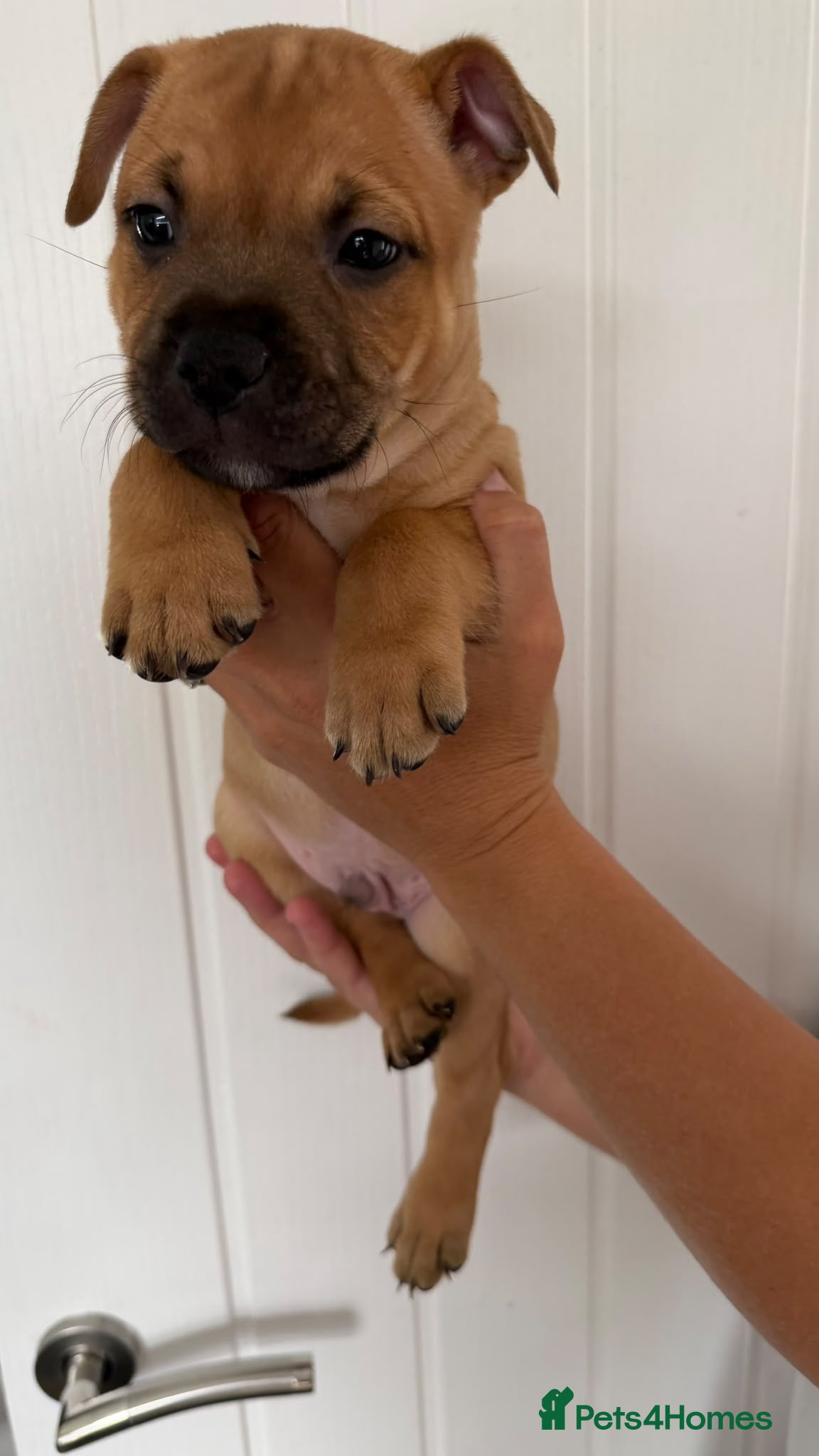 Staffordshire Bull Terrier dogs 8 red K C registered  puppies  - Advert 2