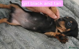 Chiweenie dogs for sale: Ready now 7 xsmall chiweenies fur babies  - Image 8