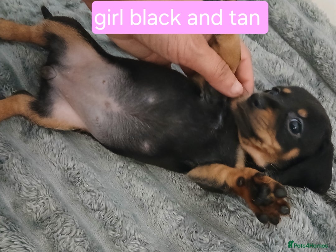 Chiweenie dogs for sale: Ready now 7 xsmall chiweenies fur babies  - Image 8