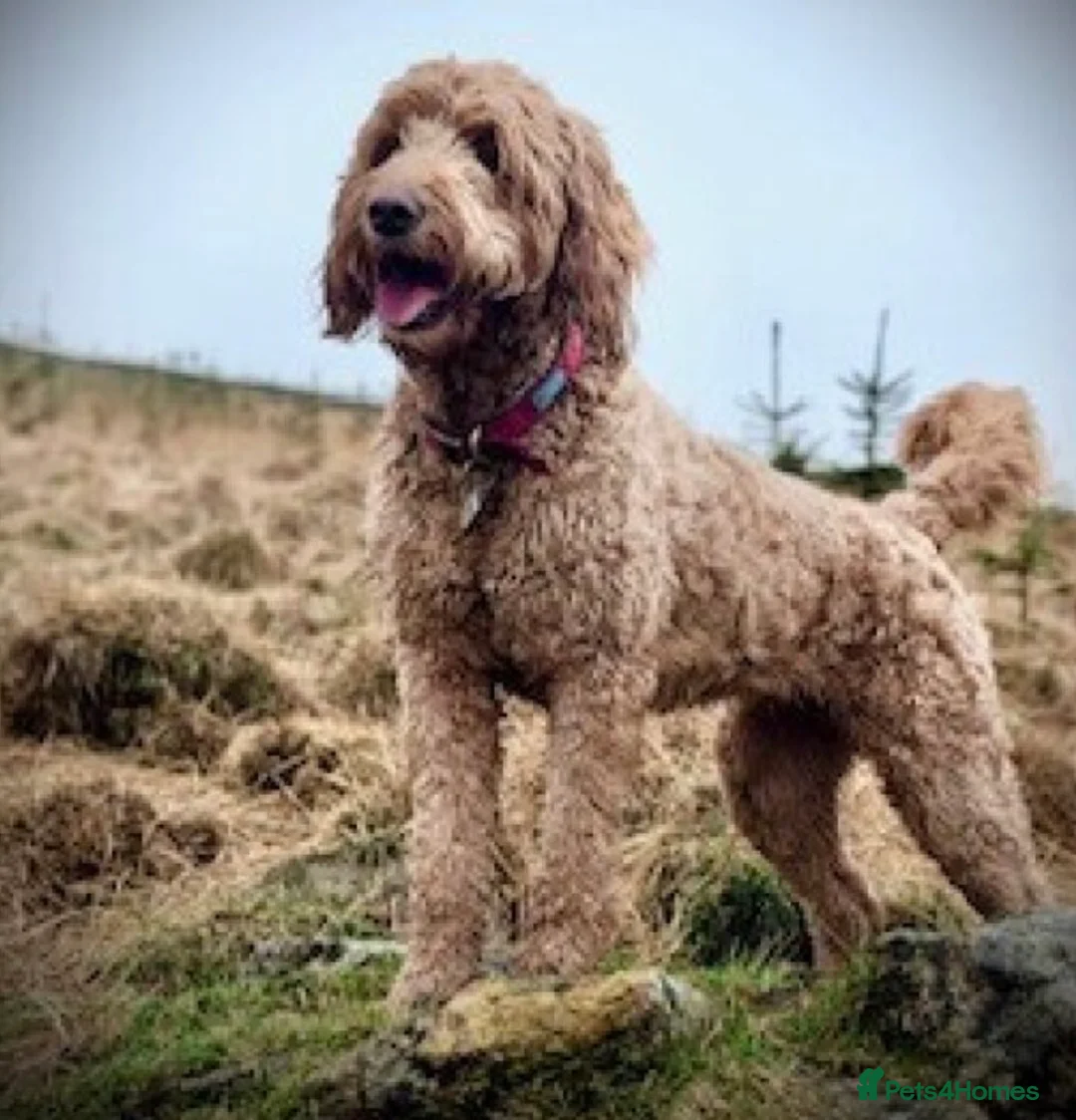 Goldendoodle dogs for sale: Goldendoodle puppy For sale - Advert 1