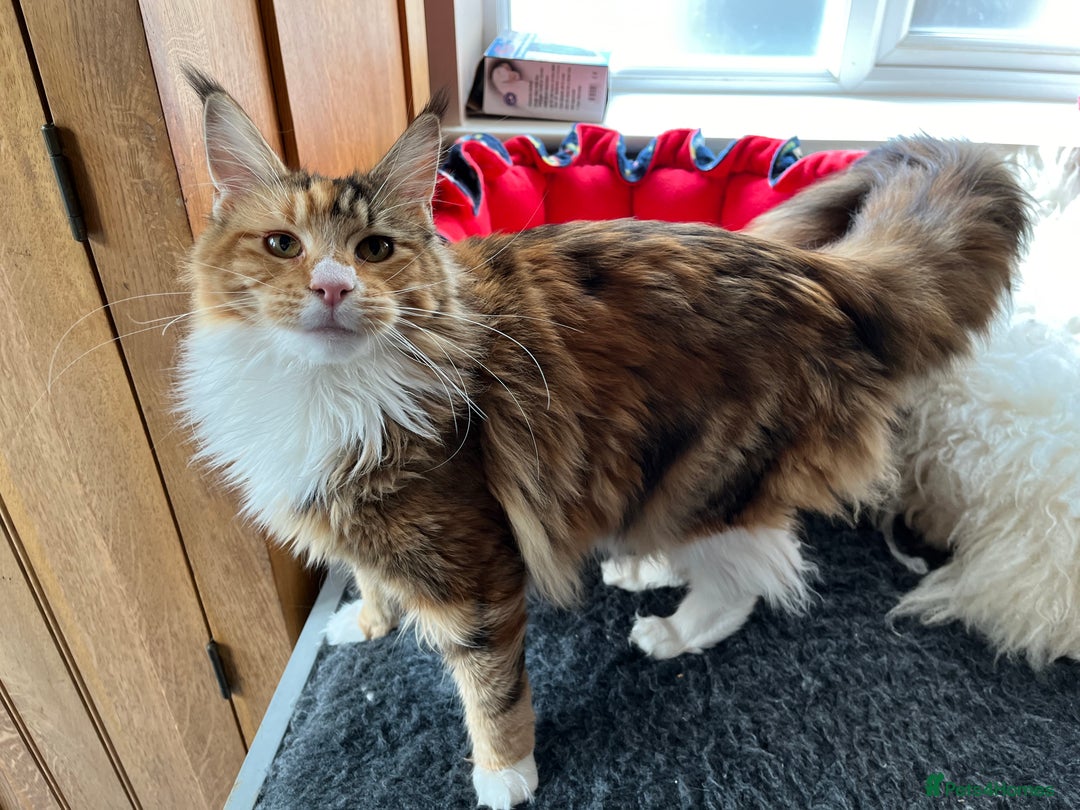Maine Coon cats for sale: GCCF Pedigree Maine Coons  - Image 15