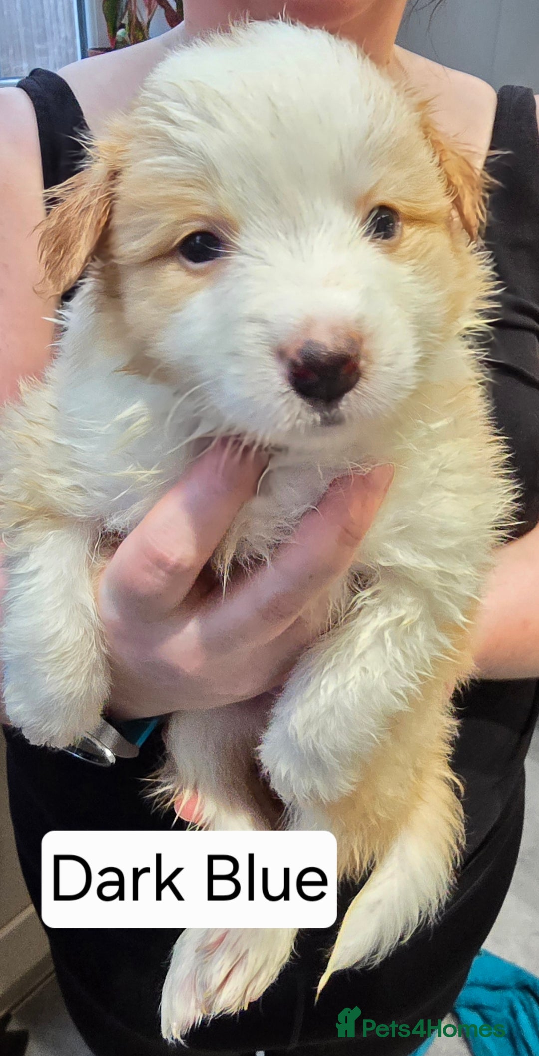 Border Collie dogs for sale: Beautiful EE-Red/Golden Long Haired Border Collies - Advert 19