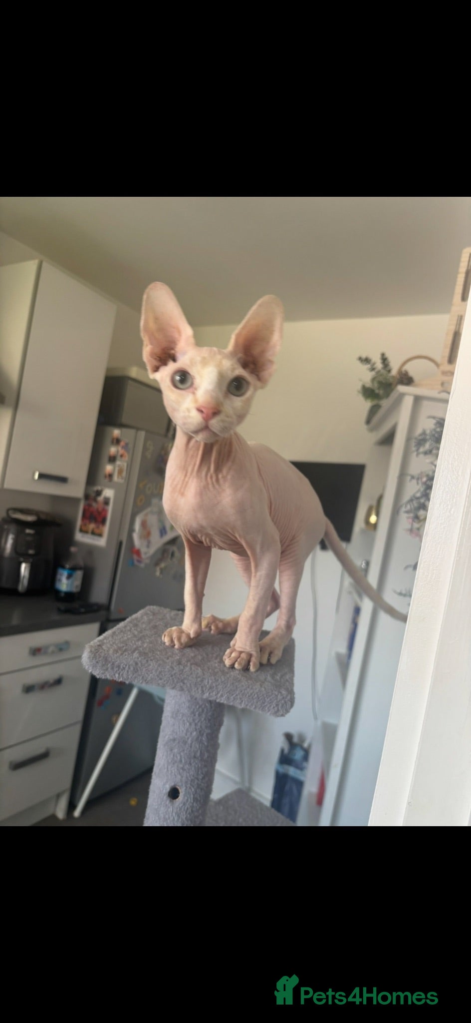 Sphynx cats Loving boy looking for forever home  - Advert 3