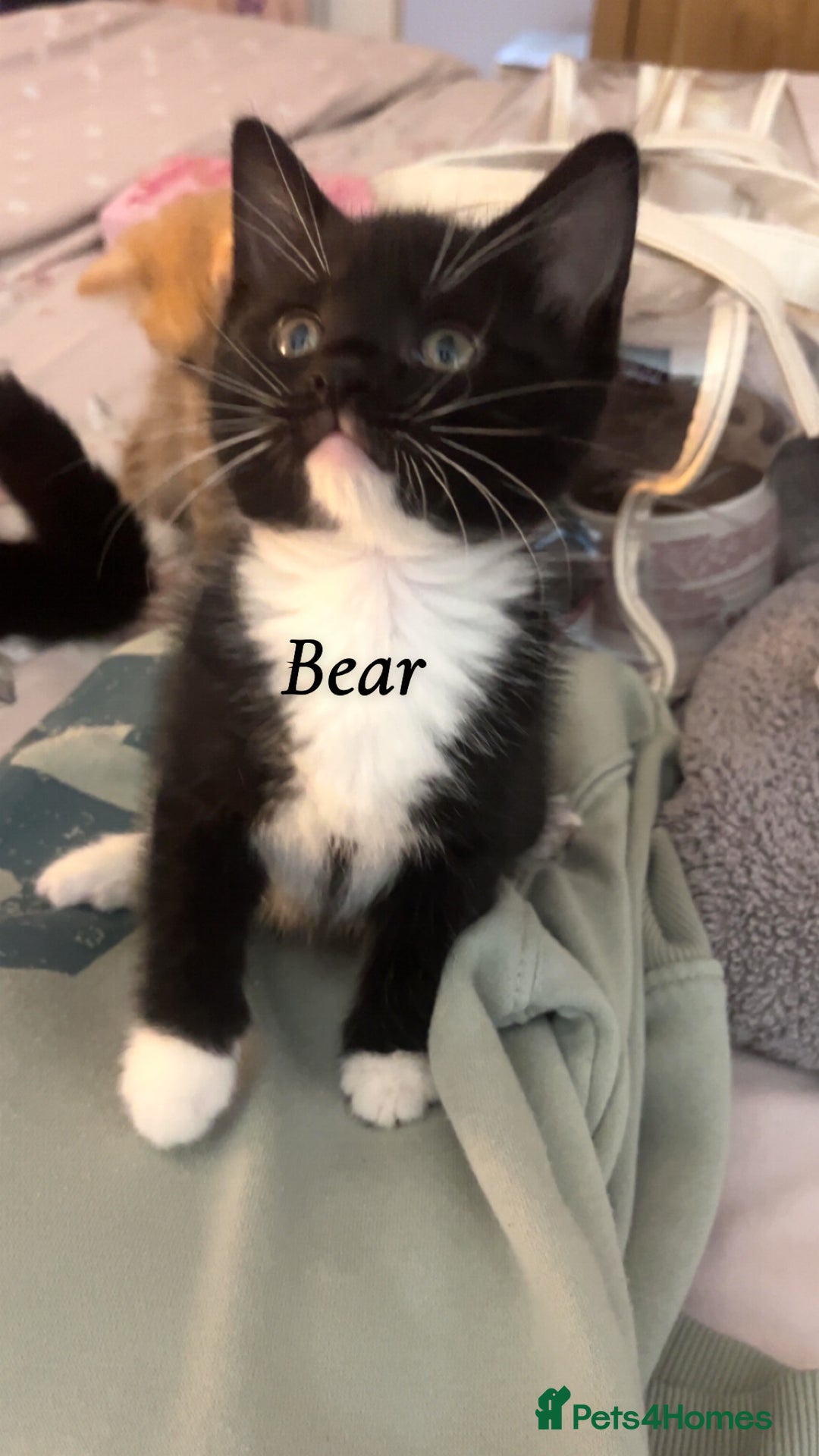 British Shorthair cats for sale: 3 kittens for sale - Image 7