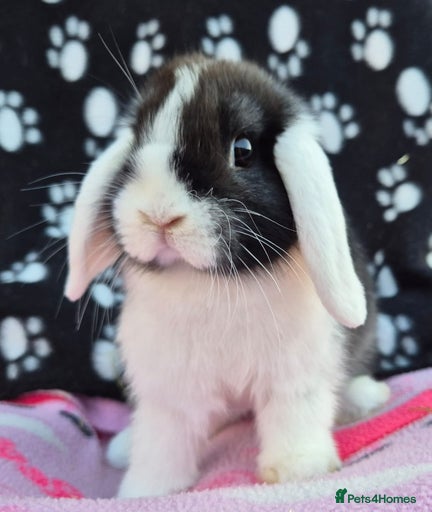 Gallery Image {{count}}