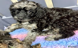 Cavapoo dogs for sale: READY NOW! Adorable Phantom F1b Cavapoo puppies  - Image 29