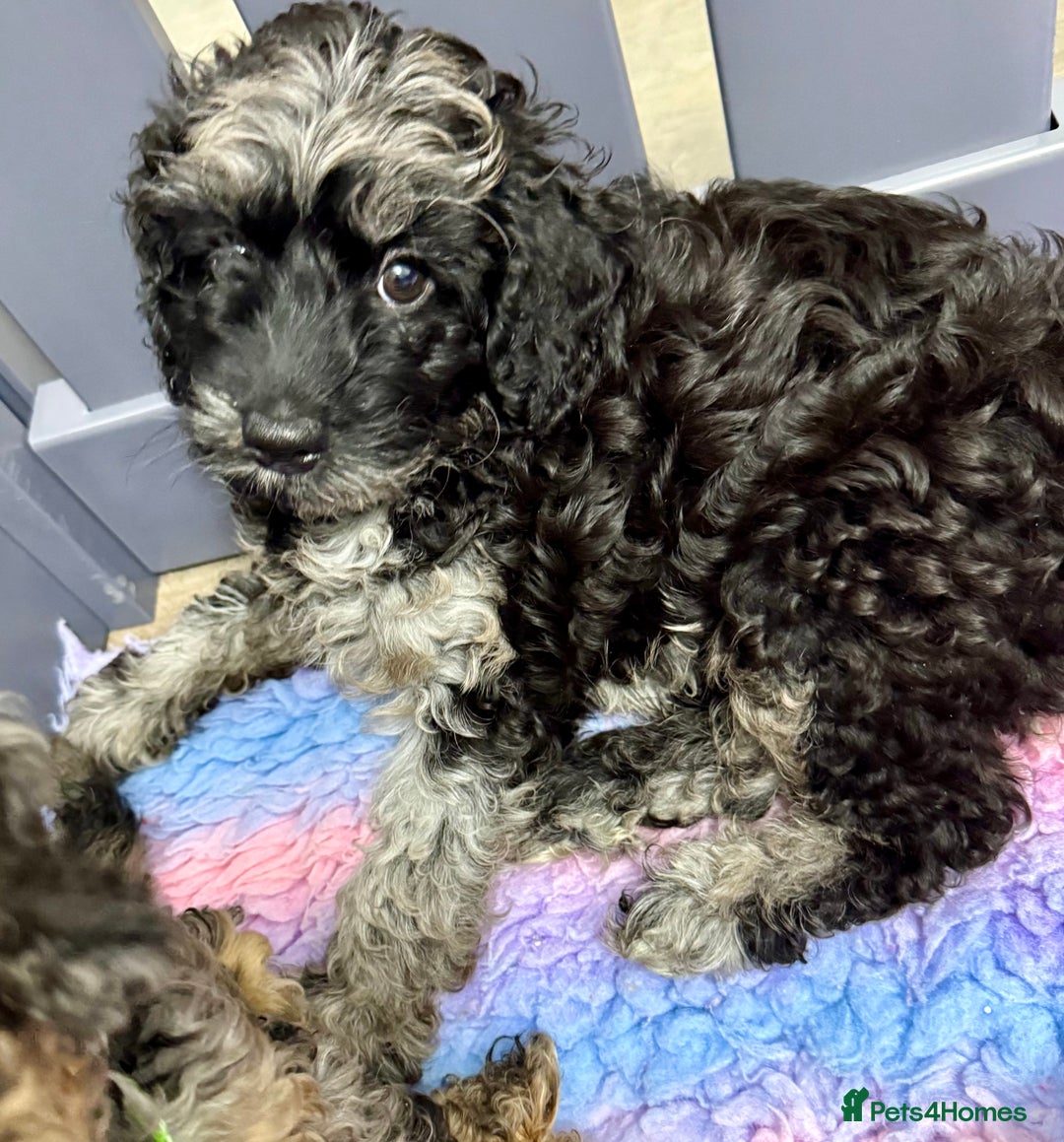 Cavapoo dogs for sale: READY NOW! Adorable Phantom F1b Cavapoo puppies  - Image 29