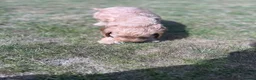 Cockapoo dogs for sale: A gorgeous litter of F1 cockapoos, boys & girls.  - Advert 32