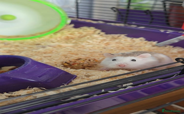 Hamster rodents - Advert 14