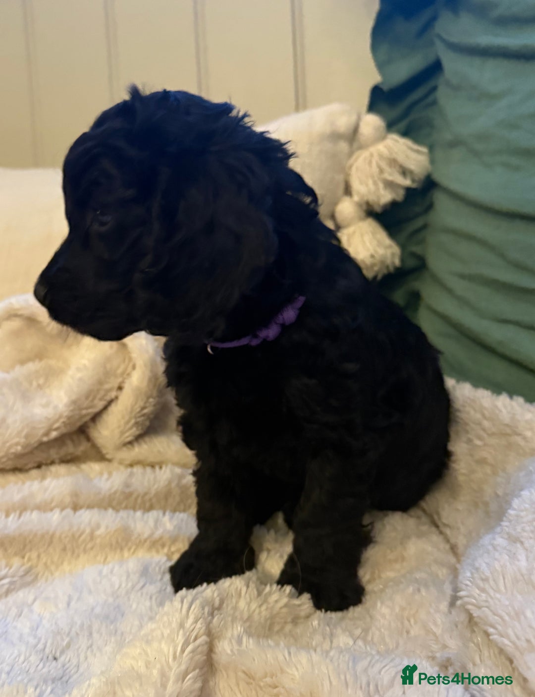 Cockapoo dogs for sale: Stunning litter of F1 Cockapoo Puppies  - Advert 5