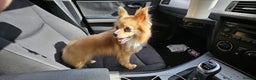Chihuahua dogs for sale: beloved Norman seeking home - Advert 1