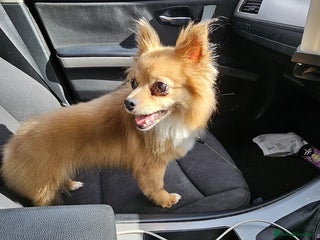 Chihuahua dogs beloved Norman seeking home - Advert 16